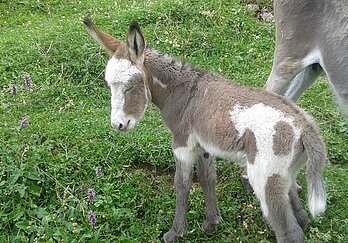 Eselfohlen im Tiergehege der Hochsteinalm