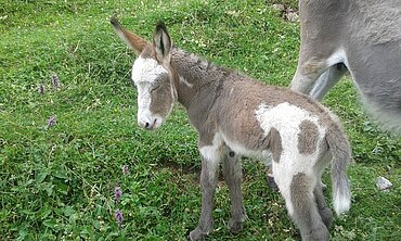 Eselfohlen im Tiergehege der Hochsteinalm