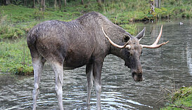 Elch im Wasser, © Wildpark Grünau