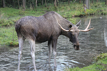 Elch im Wasser, © Wildpark Grünau