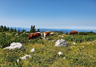 Grasende Kühe vor der Hütte